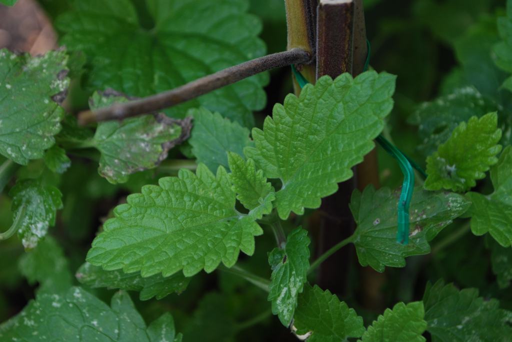Growing catnip leaves
