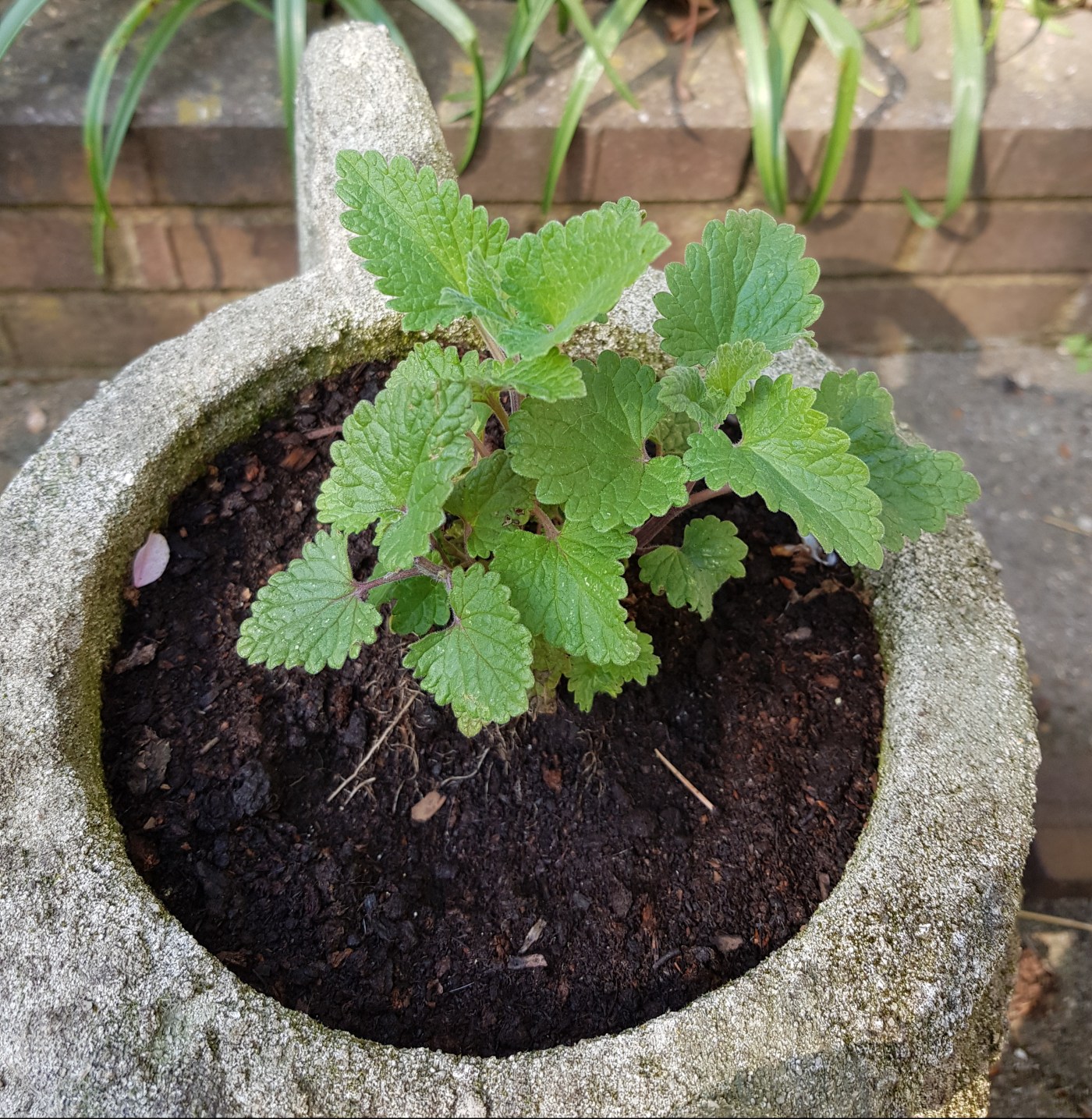 young catnip in a pot