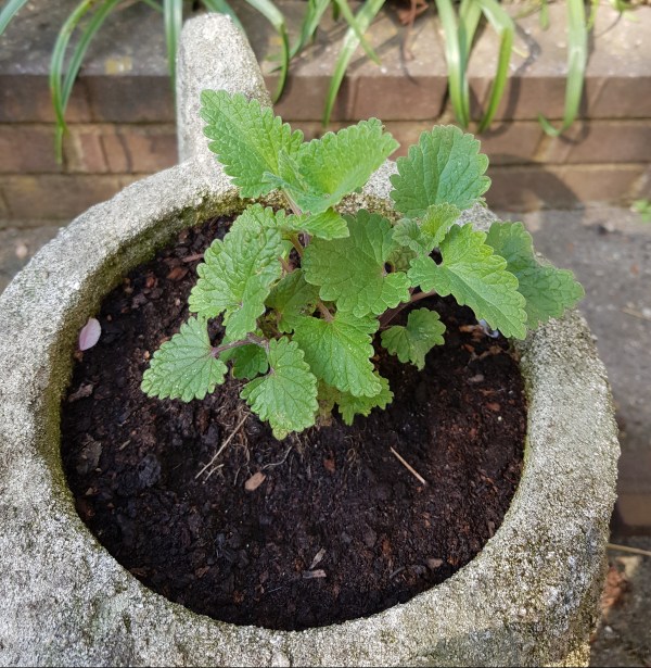 young catnip in a pot