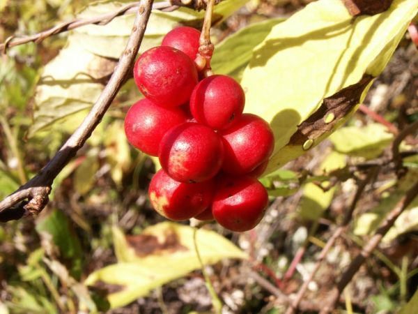 Close up of Schisandra berries. Bright red.